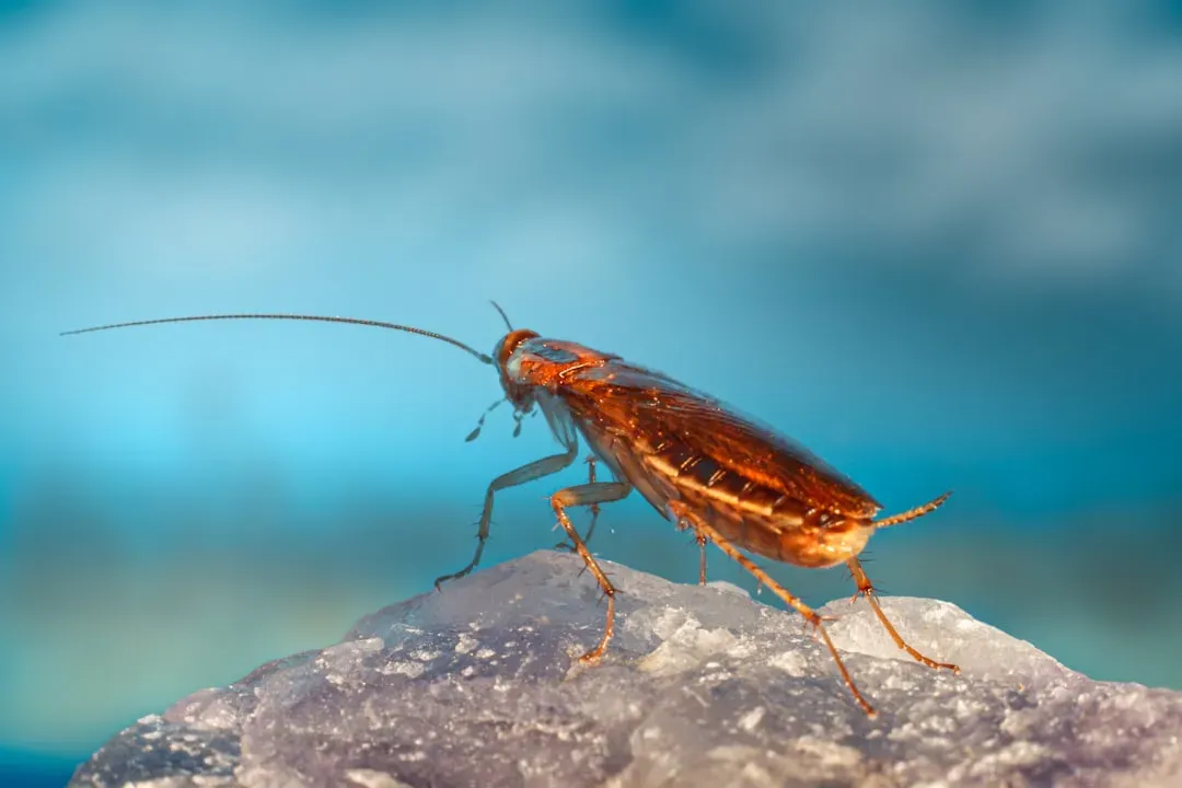 #5 - The Cockroach (Image Credits: Unsplash)