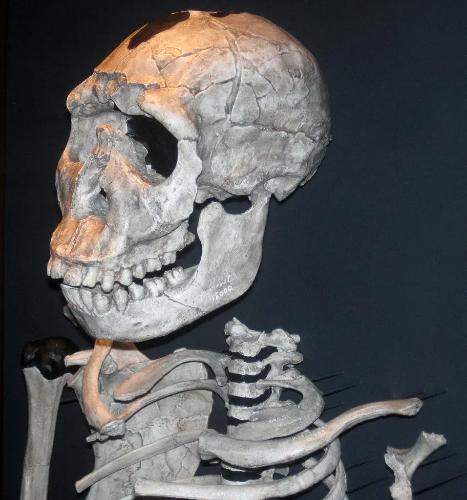 “Turkana Boy” (Homo erectus / Homo ergaster): The Nearly Complete Teenager (James St. John, Flickr, CC BY 2.0)