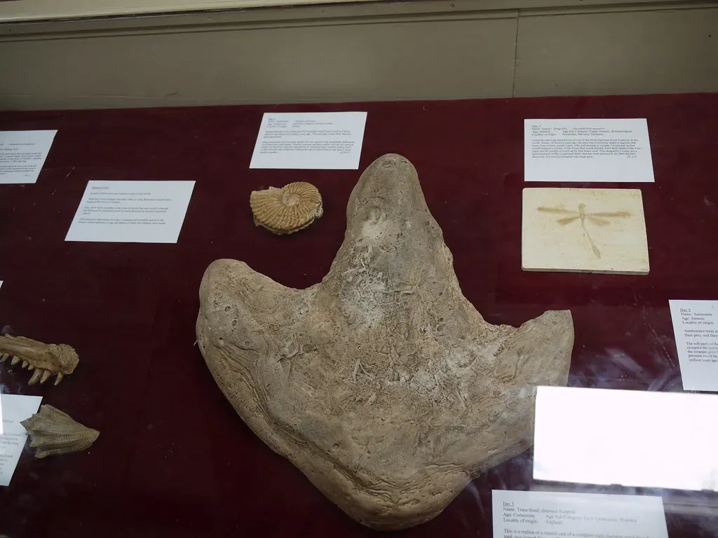 Fossil Footprints: When Tracks Tell the Whole Story (Image Credits: Flickr)