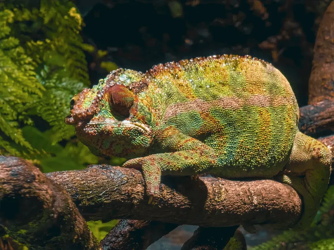 The Chameleon Effect: When Flexibility Becomes a Defense Mechanism (Image Credits: Unsplash)