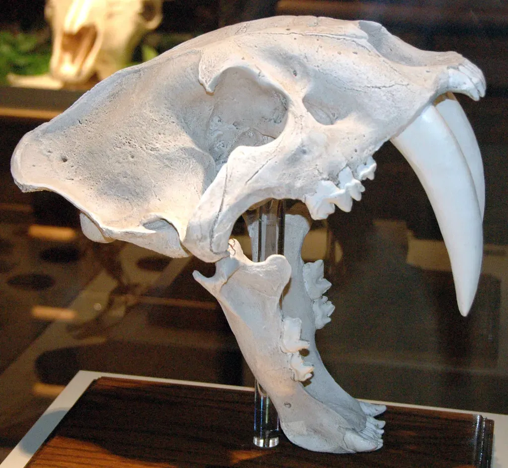 #13 - Teenagers Walked Around With Double Fangs (James St. John, Flickr, CC BY 2.0)