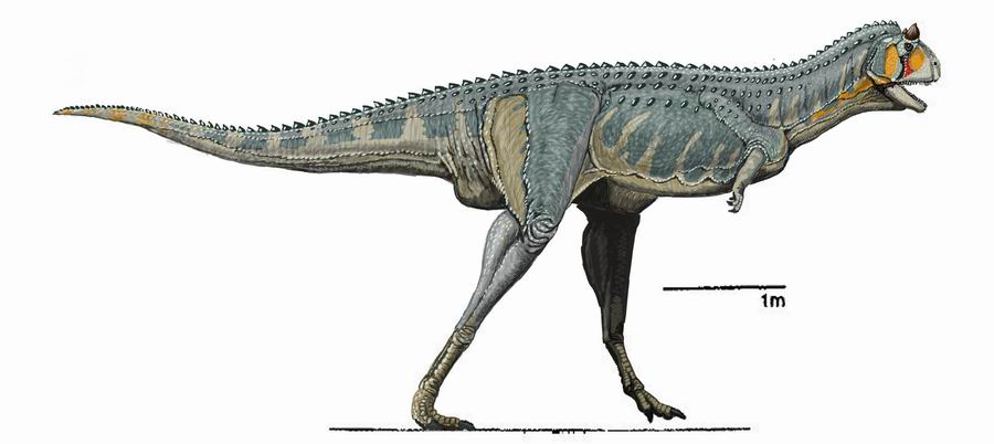 Carnotaurus: The Meat-Eating Bull with Useless Arms (Image Credits: Wikimedia)