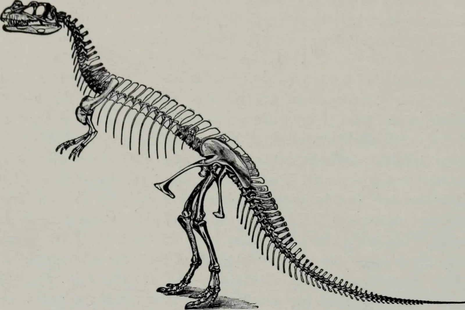 The Hollow Bone Secret: Light Enough to Be Huge (By Internet Archive Book Images, No restrictions)