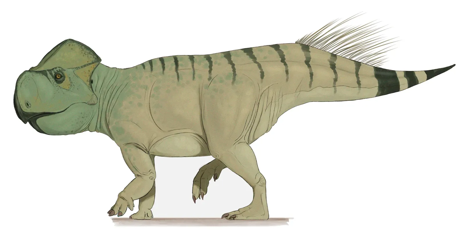 Gryphoceratops morrisoni (By Caz41985, CC BY-SA 4.0)