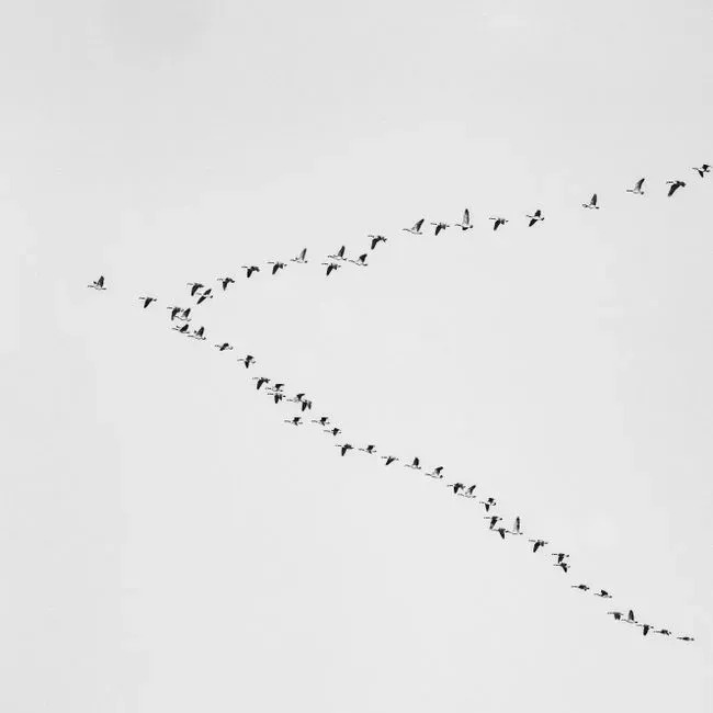 #7 - "Migration Is a Single, Straight Line Each Year" (Image Credits: Pexels)