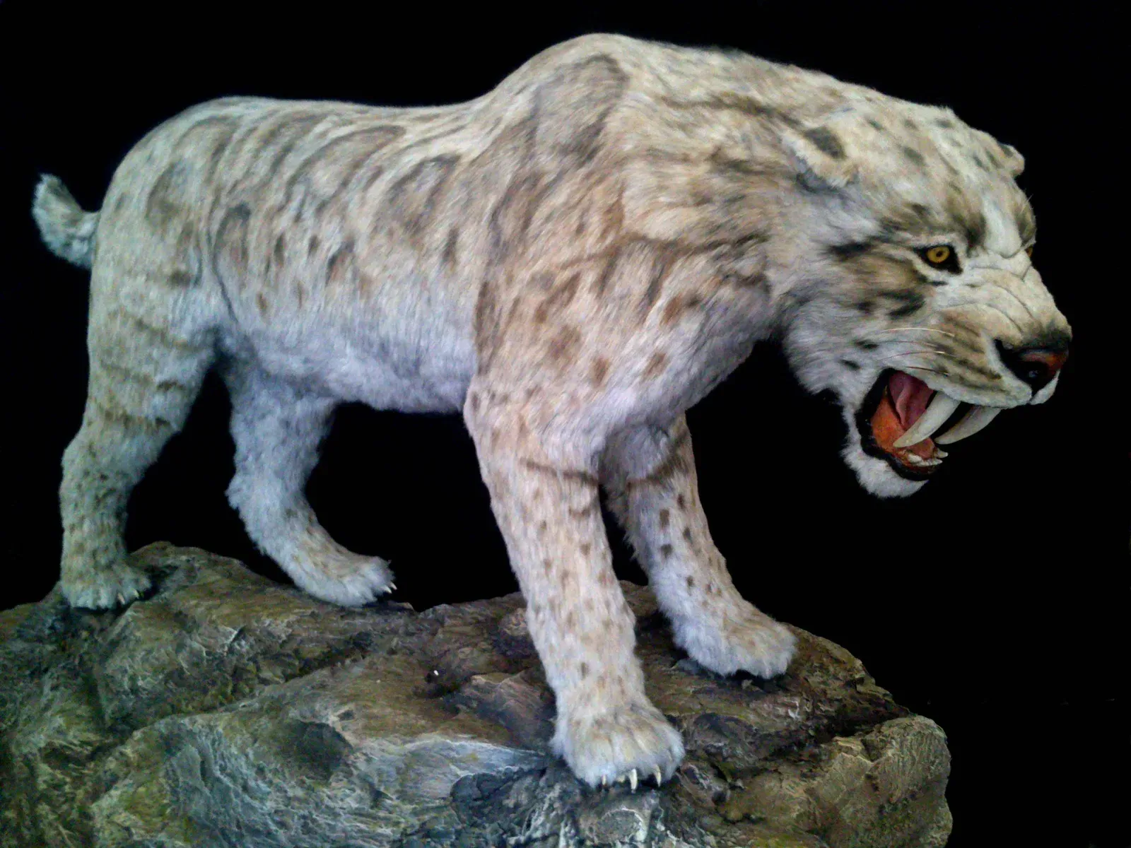 2. Smilodon fatalis: The Sabertooth That Gambled Everything on One Perfect Bite (By Mastertax, CC BY-SA 4.0)