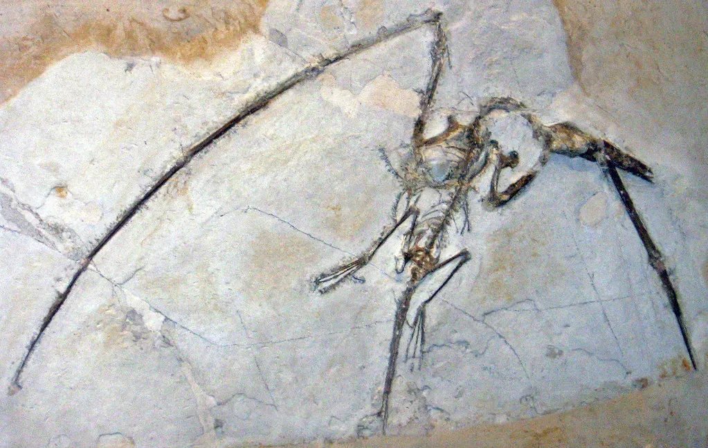 Pterosaurs Are Still Being Discovered Today (Image Credits: Flickr)