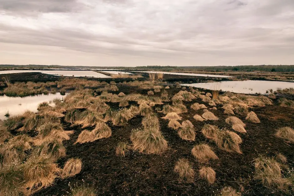 Ground-level acoustics: mud, water, and echoing tree-pillars (Image Credits: Pexels)