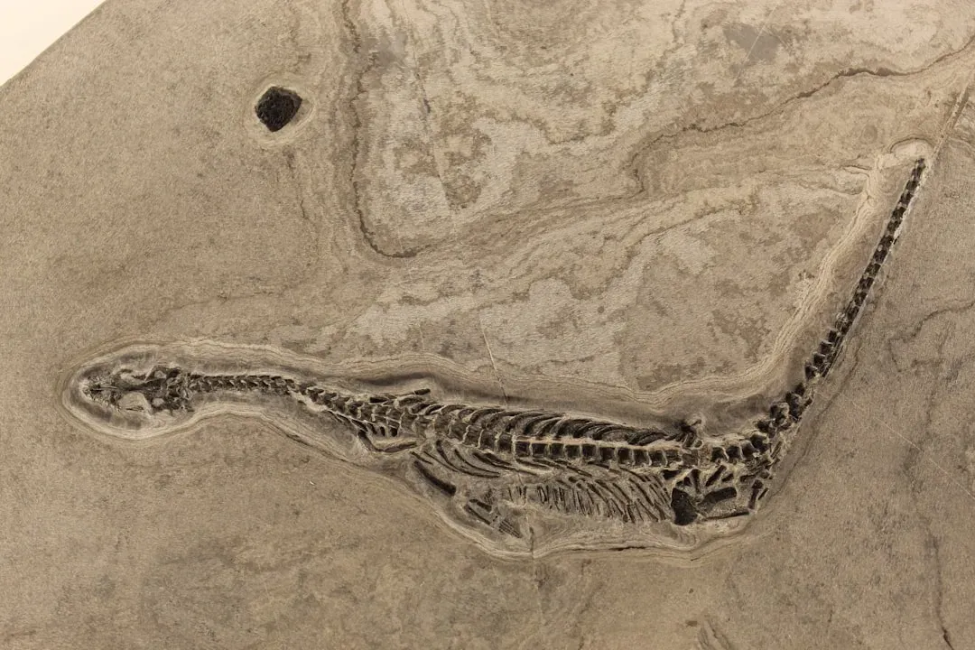 #8 – The Marine Reptile With a Baby in the "Wrong" Position (Image Credits: Unsplash)