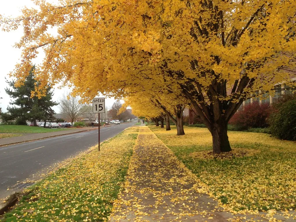 Ancient Ginkgo And Other Plants With Deadly Toxins (Image Credits: Flickr)