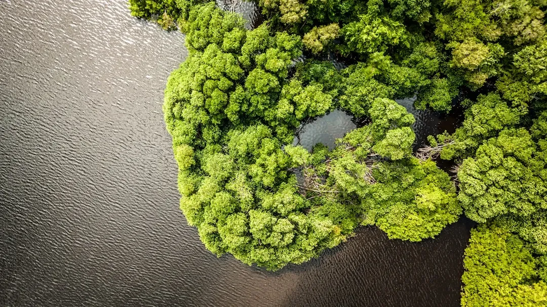 Coastal Swamps and Mangrove–Like Wetlands (Image Credits: Unsplash)