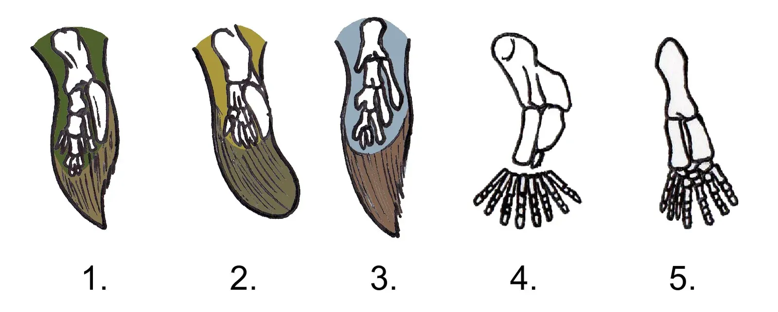 Tetrapods: The Sea-to-Land Leap That Happened Astonishingly Fast (By Conty, Public domain)