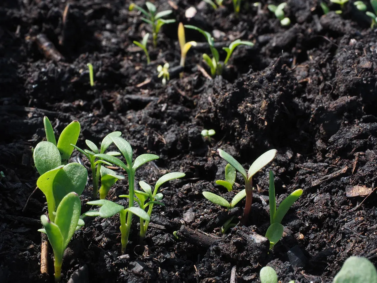 #9 – Seed Bank, Roots, and the Ghosts of Plants Past (Image Credits: Pixabay)