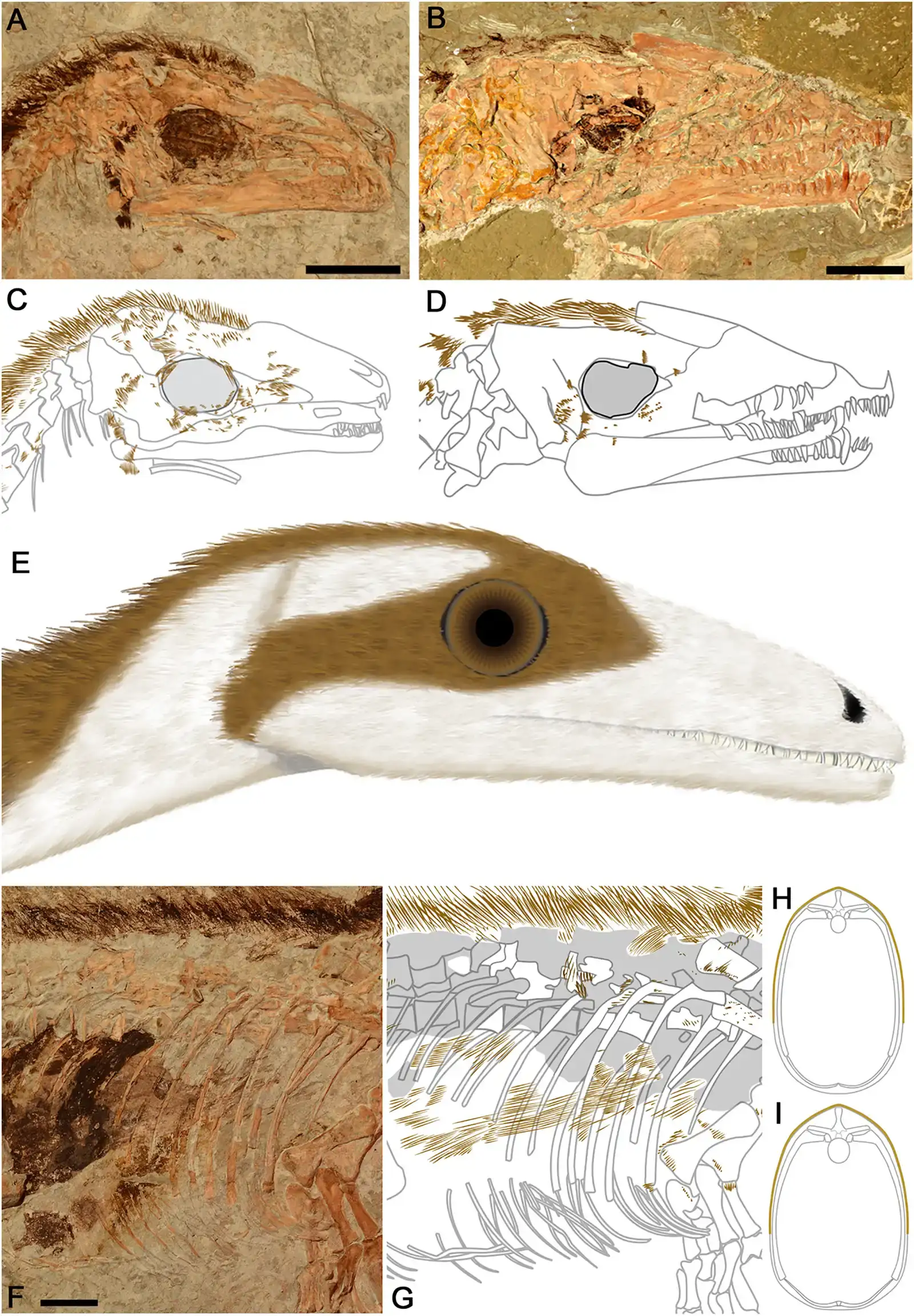 Countershading: Nature's Optical Illusion (Image Credits: Wikimedia)