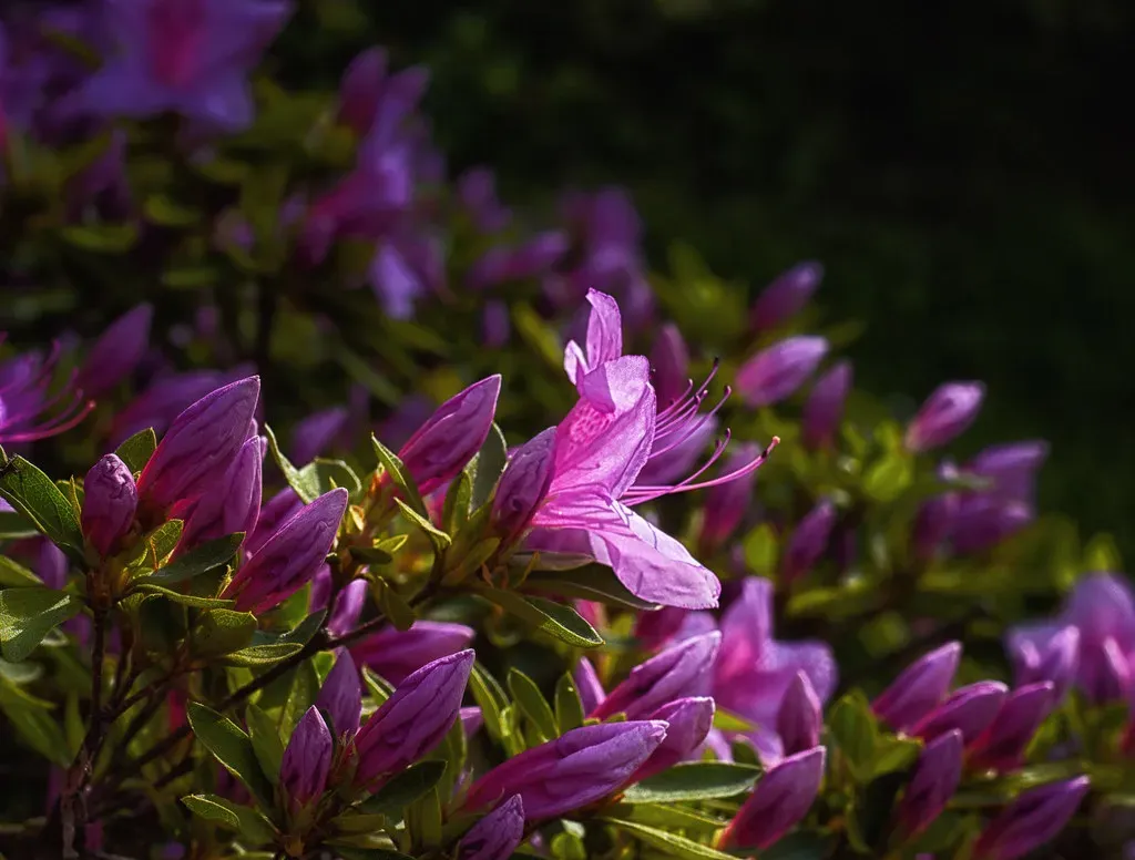Flowering Plants Rewrite the Landscape (. Ray in Manila, Flickr, CC BY 2.0)
