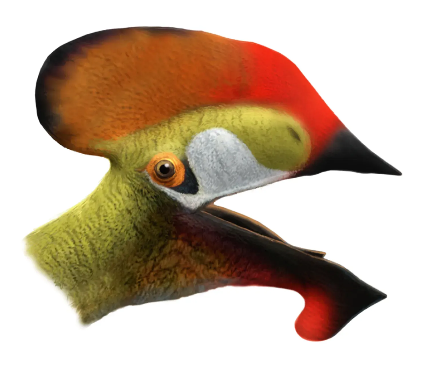 The Brain That Built a Flyer: Neuroscience Meets Paleontology (A New Crested Pterosaur from the Early Cretaceous of Spain: The First European Tapejarid (Pterodactyloidea: Azhdarchoidea) DOI:10.1371/journal.pone.0038900, CC BY 2.5)