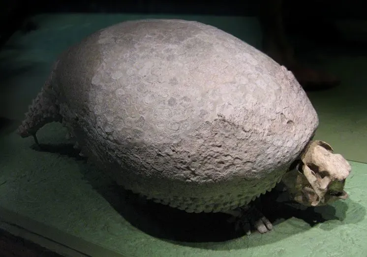 #13 - Glyptodon: The Armored Tank Nobody Can Fully Explain (CC BY-SA 3.0)
