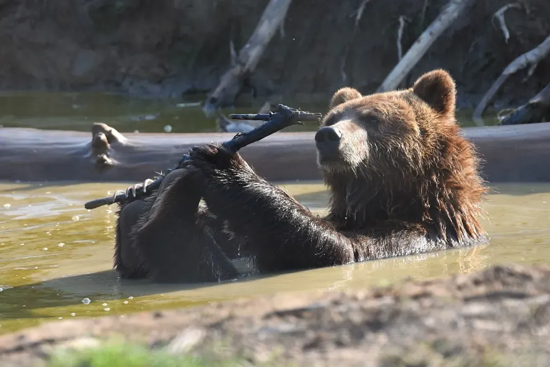 #2 - Grizzlies Use Tools, Teach Each Other, and Have Distinct Personalities (Image Credits: Unsplash)