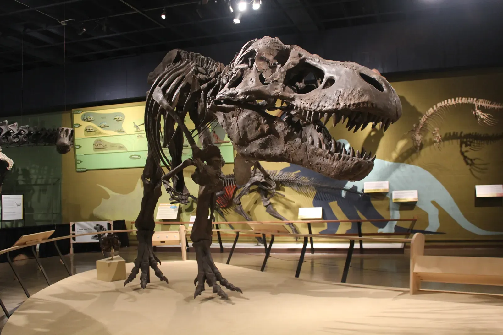 #4 - Almost Every T. Rex That Ever Lived Left Zero Trace (By Robosorne, CC BY-SA 3.0)