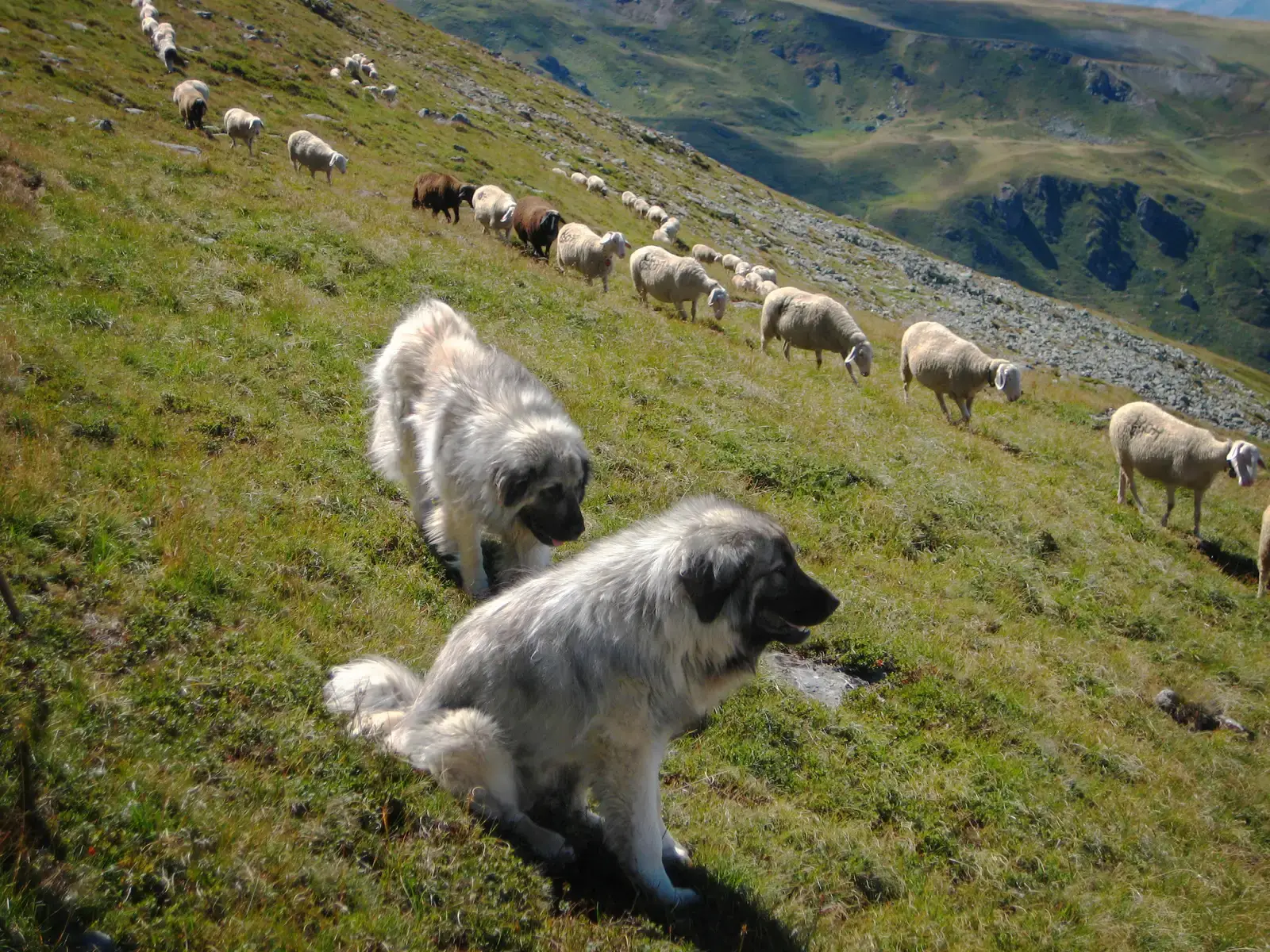 #6 - Dogs Were Tamed From Wolves in One Heroic Moment ~15,000 Years Ago (By Nedih Limani, CC BY-SA 3.0)