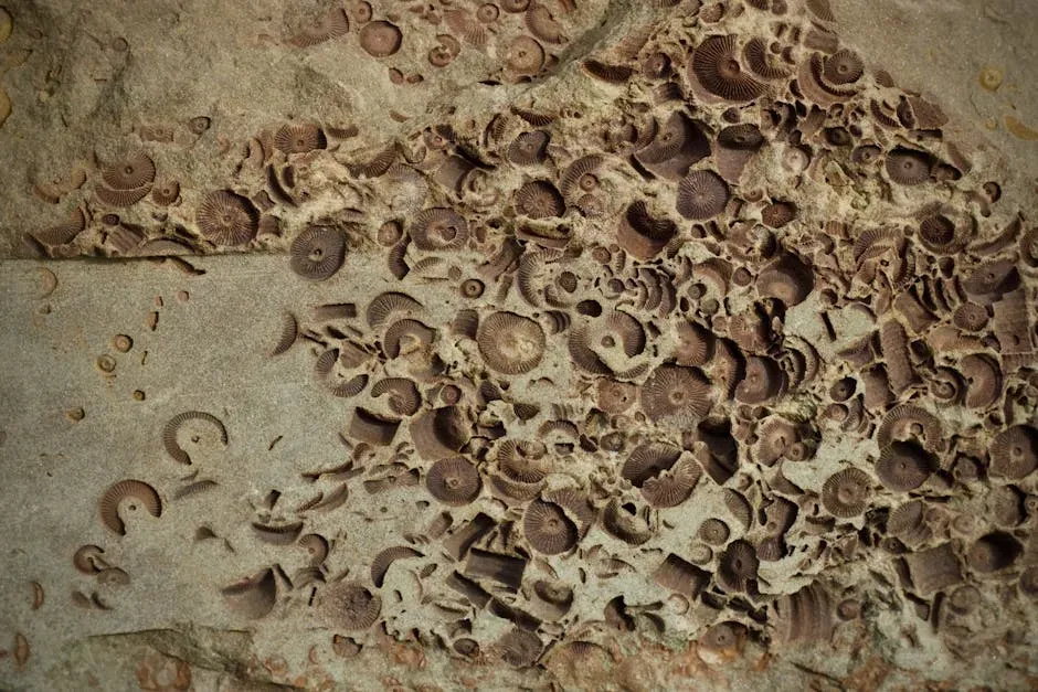 Fossils as Windows Into Earth's Climate and Future (Image Credits: Pexels)