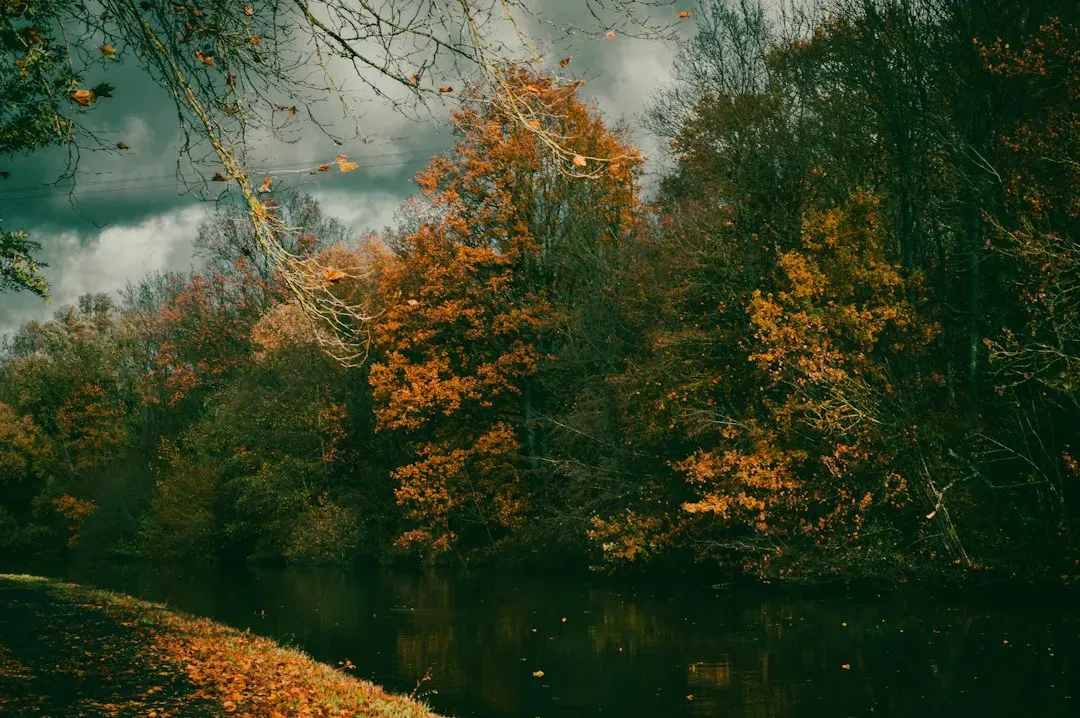 #10: Soundscapes and How the Silence Changes Afterward (Image Credits: Unsplash)
