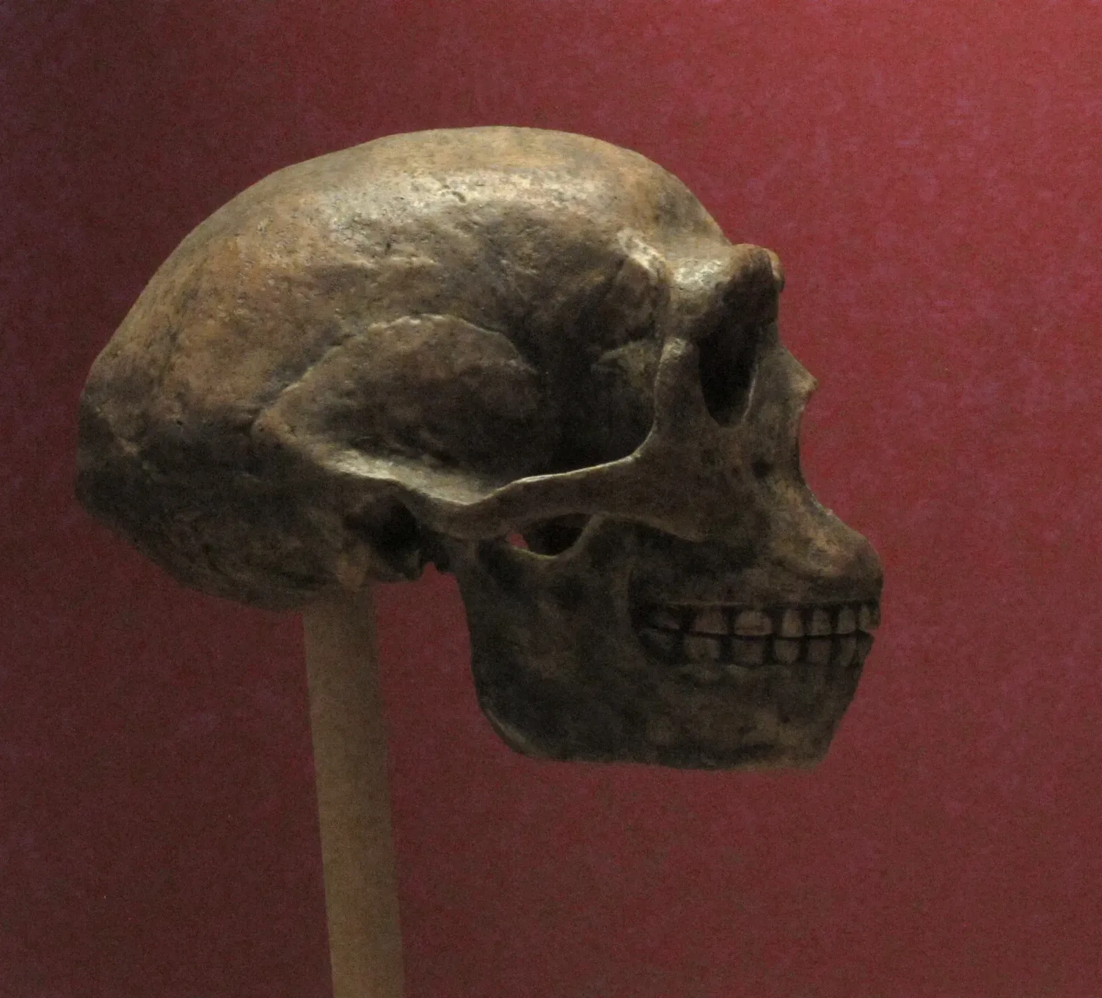 #6 - Zhoukoudian (China): Peking Man in a Disturbed Sequence (By Ismoon (talk) 19:28, 26 April 2015 (UTC), CC BY-SA 4.0)