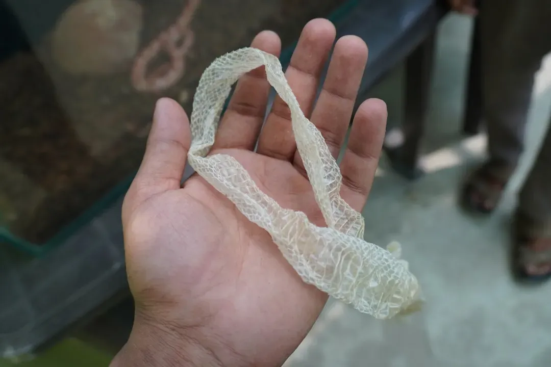 1. You Shed Emotional Skin Like a Snake (Scorpio, Pisces) (Image Credits: Unsplash)