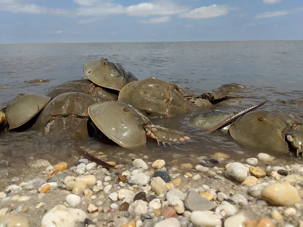 Horseshoe Crabs: Survivors Older Than Dinosaurs (bobistraveling, Flickr, CC BY 2.0)