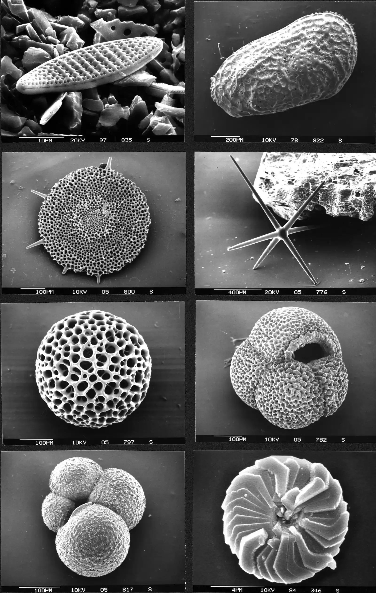 Reading the Ancient Climate - Microfossils as Earth's Thermometers (Image Credits: Wikimedia)