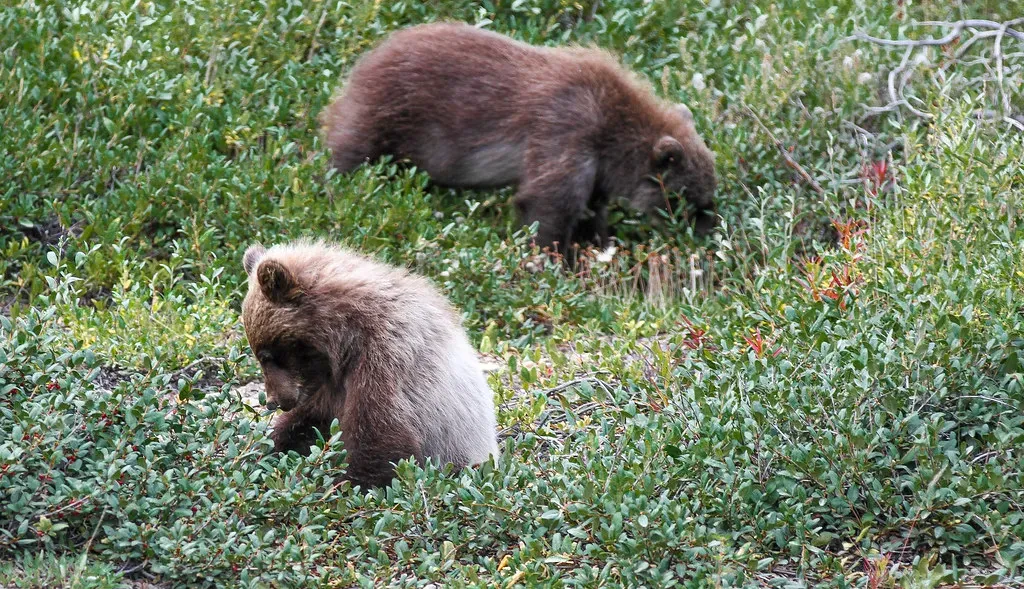 #12 - The Banff Bear Count That Nearly Halved in Two Years (DenaliNPS, Flickr, CC BY 2.0)