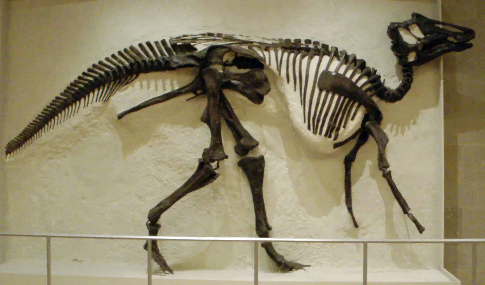 #10 - Hadrosaur "Duck-Bills": Heads Tilted Wrong, Tails on the Floor (Own Work (photo), CC BY-SA 3.0)