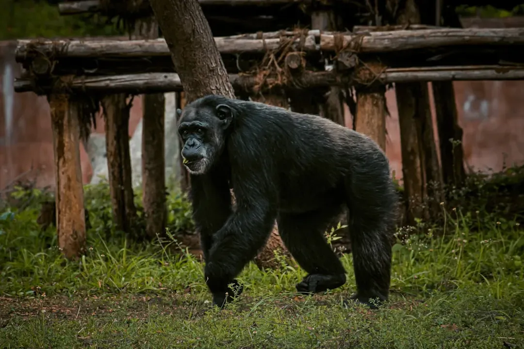 Why Modern Chimps Aren’t a Time Machine to the Past (Image Credits: Unsplash)