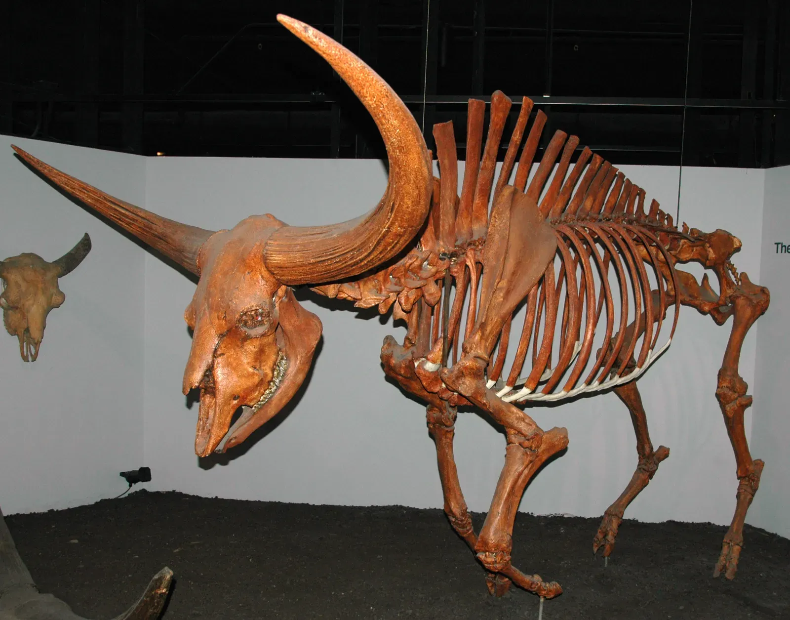 #8 - The Bison With an 8-Foot Skull Spread (Bison latifrons fossil buffalo (Pleistocene; North America) 1, CC BY 2.0)