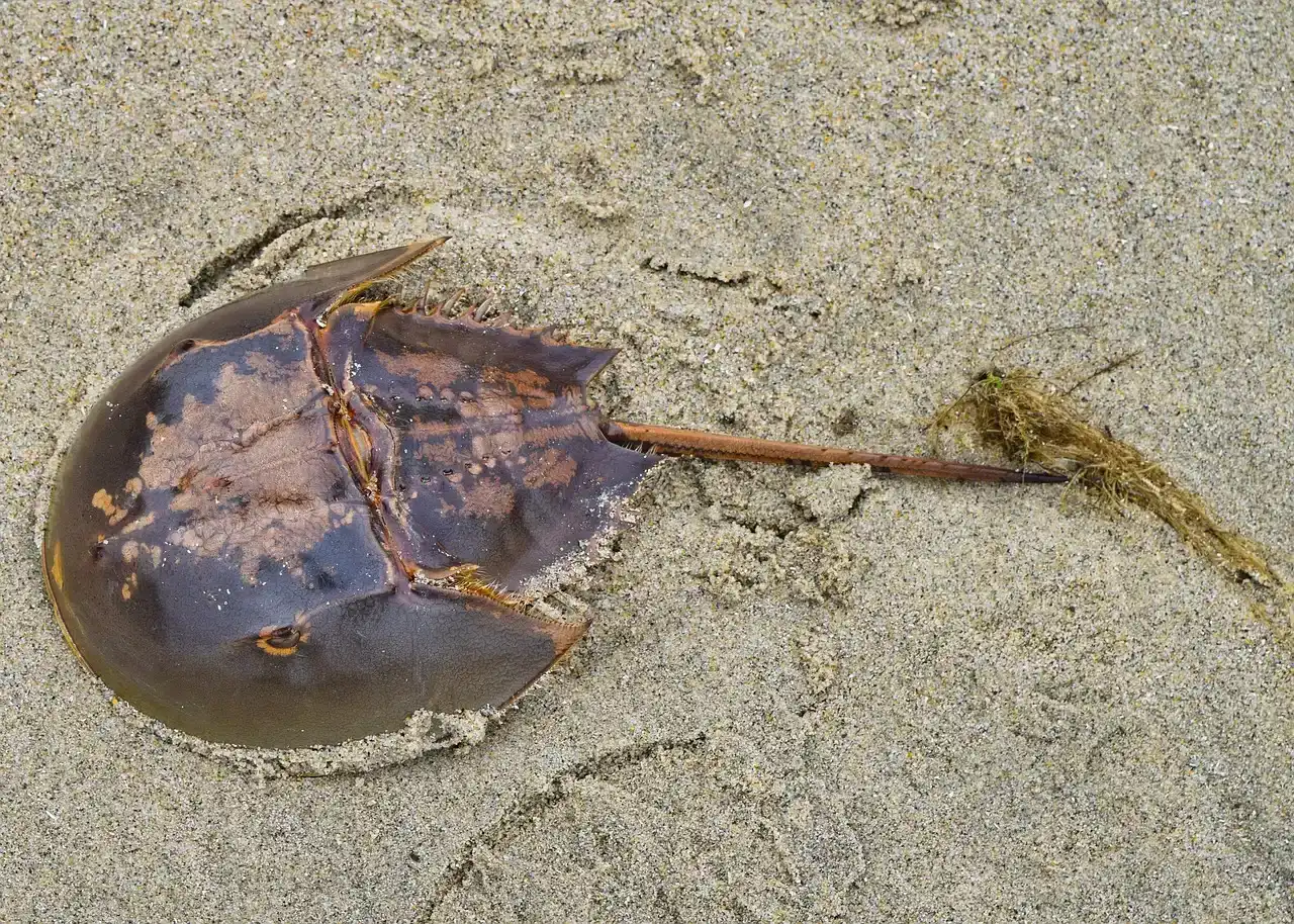 9. Horseshoe Crabs Have Been Virtually Unchanged for 450 Million Years (Image Credits: Pixabay)