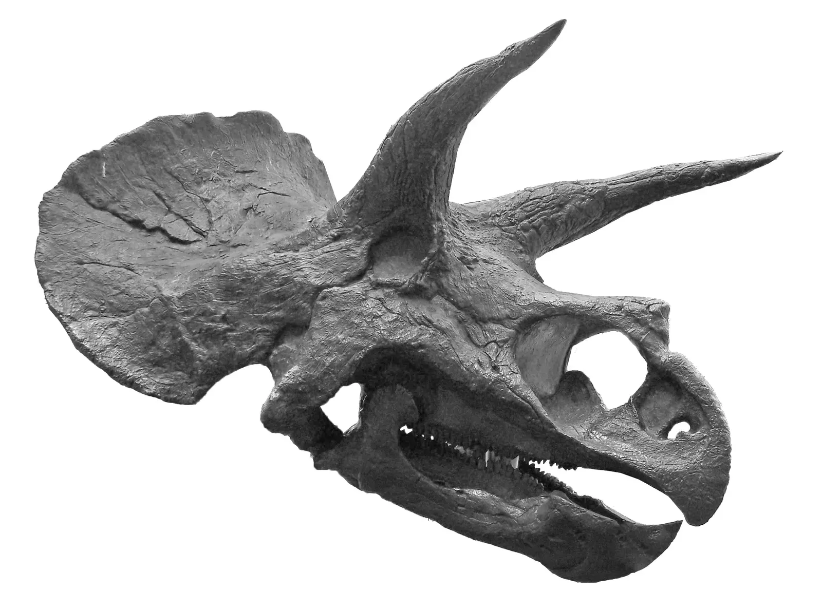 Its Teeth Were Quietly One of the Most Advanced in Dinosaur History (By Source: sabreguy29 from Alexandria, VA, USA  Derivative and graphic processing: User:MathKnight, CC BY 4.0)