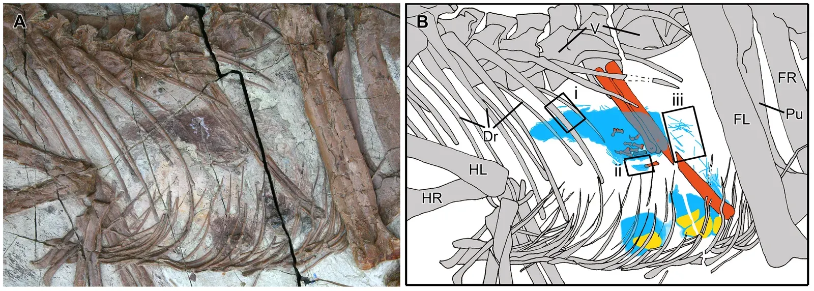 Bird-Like Dinosaurs With Lizard Lunches: The Case of Sinocalliopteryx (Xing L, Bell PR, Persons WS IV, Ji S, Miyashita T, et al. (2012) Abdominal Contents from Two Large Early Cretaceous Compsognathids (Dinosauria: Theropoda) Demonstrate Feeding on Confuciusornithids and Dromaeosaurids. PLoS ONE 7(8): e44012. doi:10.1371/journal.pone.0044012.g001, CC BY 2.5)