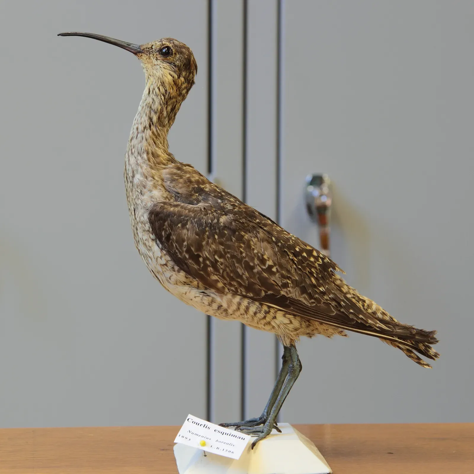 #5 - Eskimo Curlew (By Cephas, CC BY-SA 3.0)