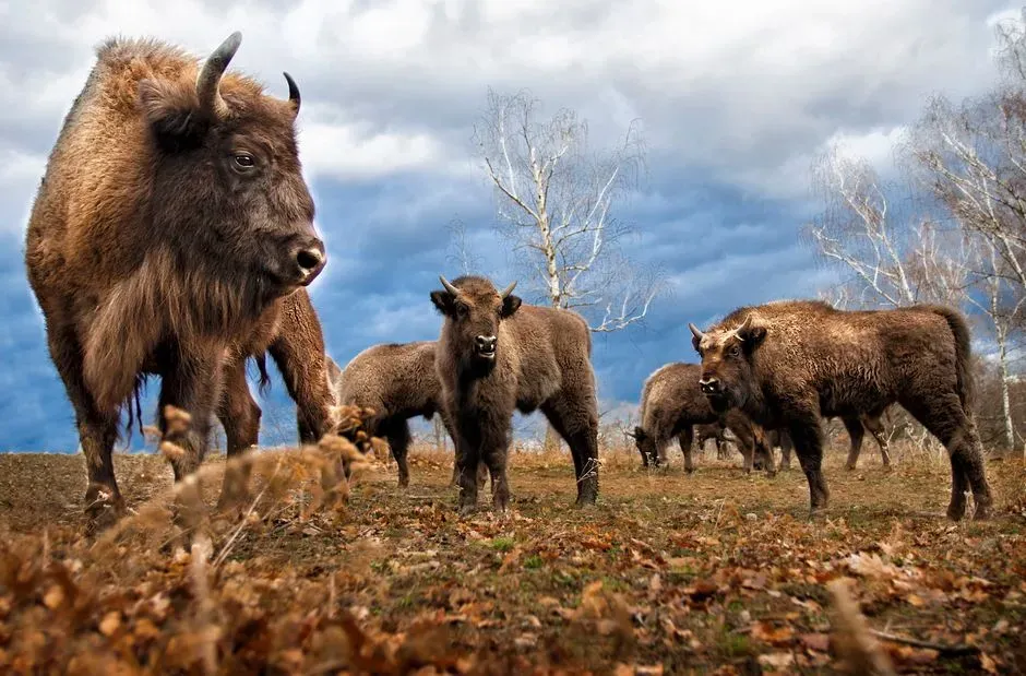 #1 - The Ice Age Die-Off That Erased Almost Every Other Giant Mammal (Image Credits: Pexels)
