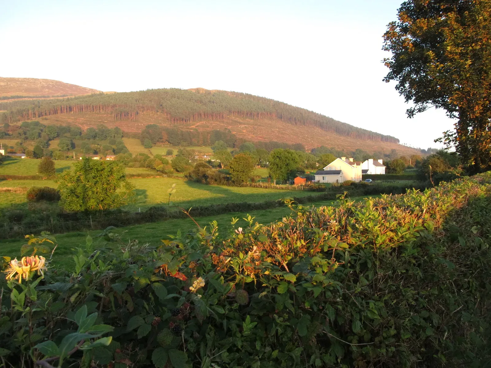 #8 - A Pollinator Nursery Disguised as a Weed Strip (Geograph Britain and Ireland, CC BY-SA 2.0)