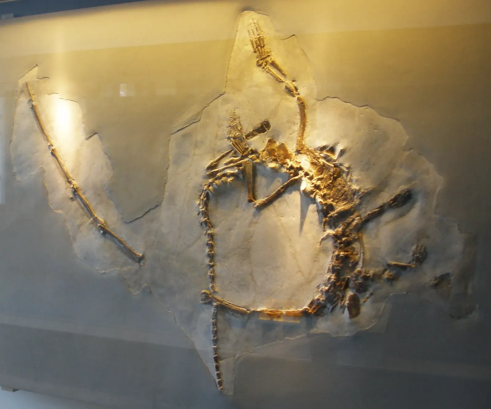 #6 - Tanystropheus, the "Pterosaur" That Was Secretly a Sea Reptile (By Ghedoghedo, CC BY-SA 3.0)