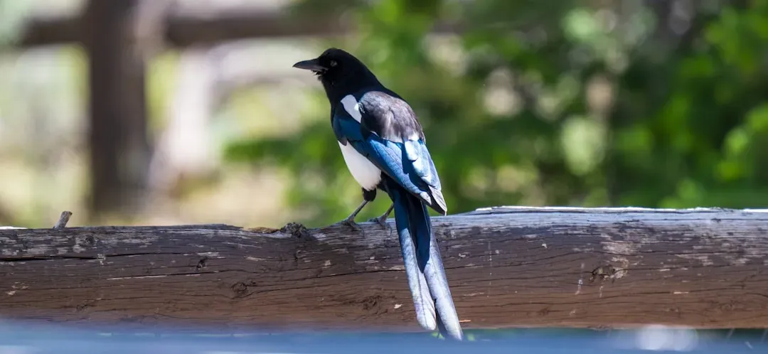 Conclusion: The Mirror, the Magpie, and Our Own Reflection (Image Credits: Unsplash)