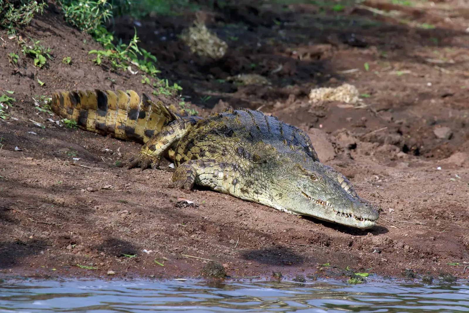 #14 - Surviving the Exact Disaster That Wiped Out the Dinosaurs (Own work, from Sharp Photography, sharpphotography, CC BY-SA 4.0)