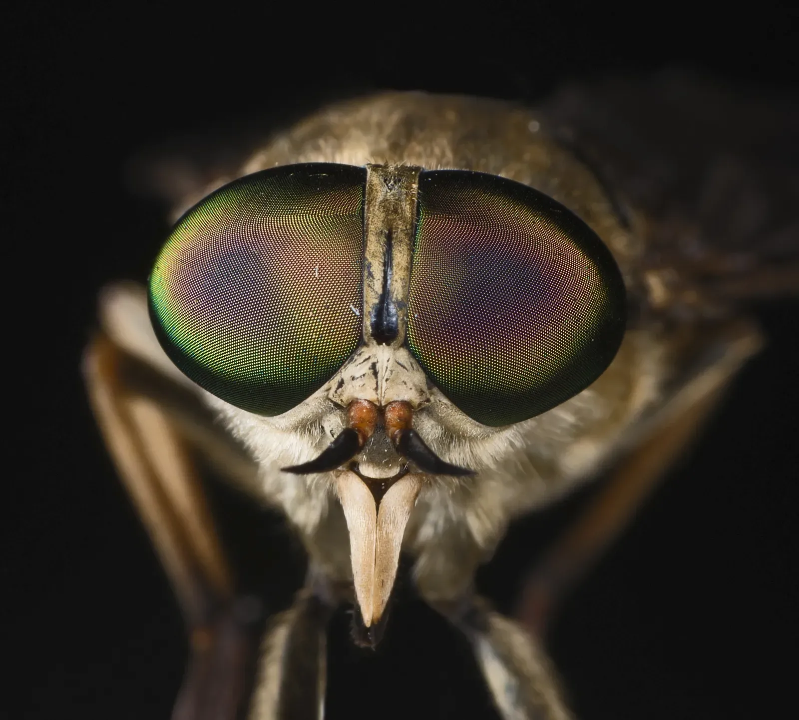 #4 - The Biting Flies Collected Before World War I (By Didier Descouens, CC BY-SA 4.0)