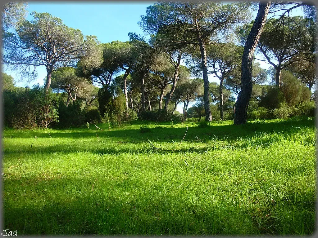 The Future of Evolution Depends on What Happens Next (sky_hlv, Flickr, CC BY 2.0)