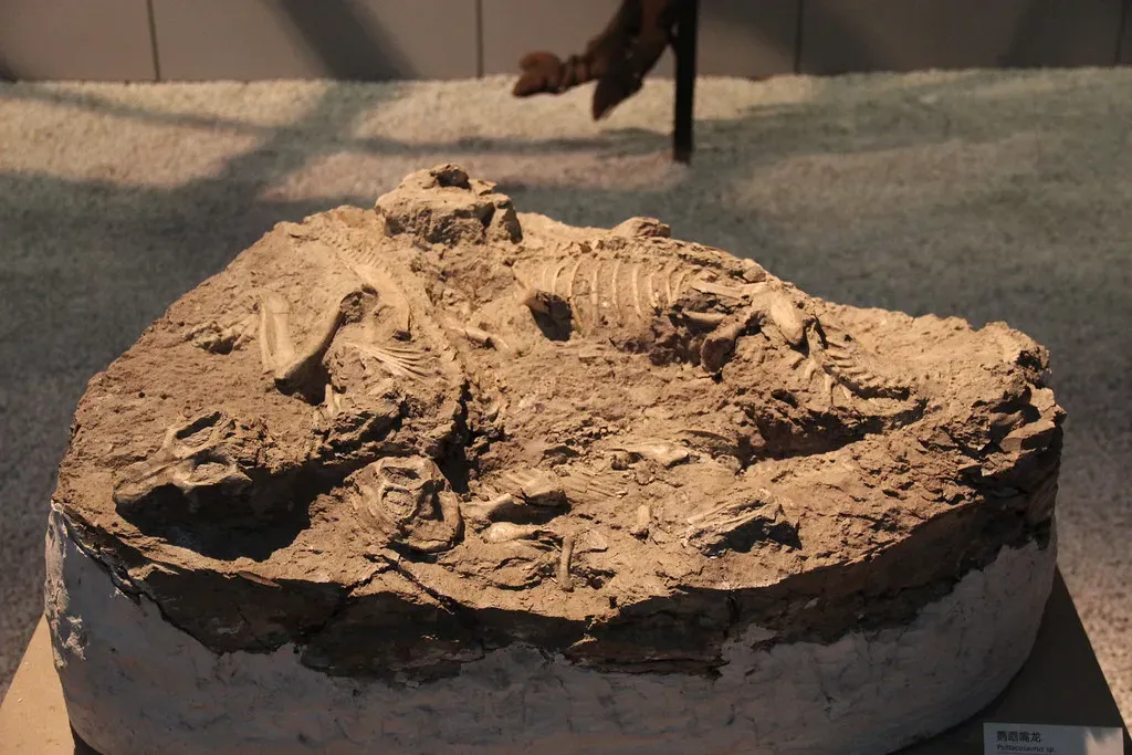 Multi-Brood Care: One Adult, Many Babies (Image Credits: Flickr)