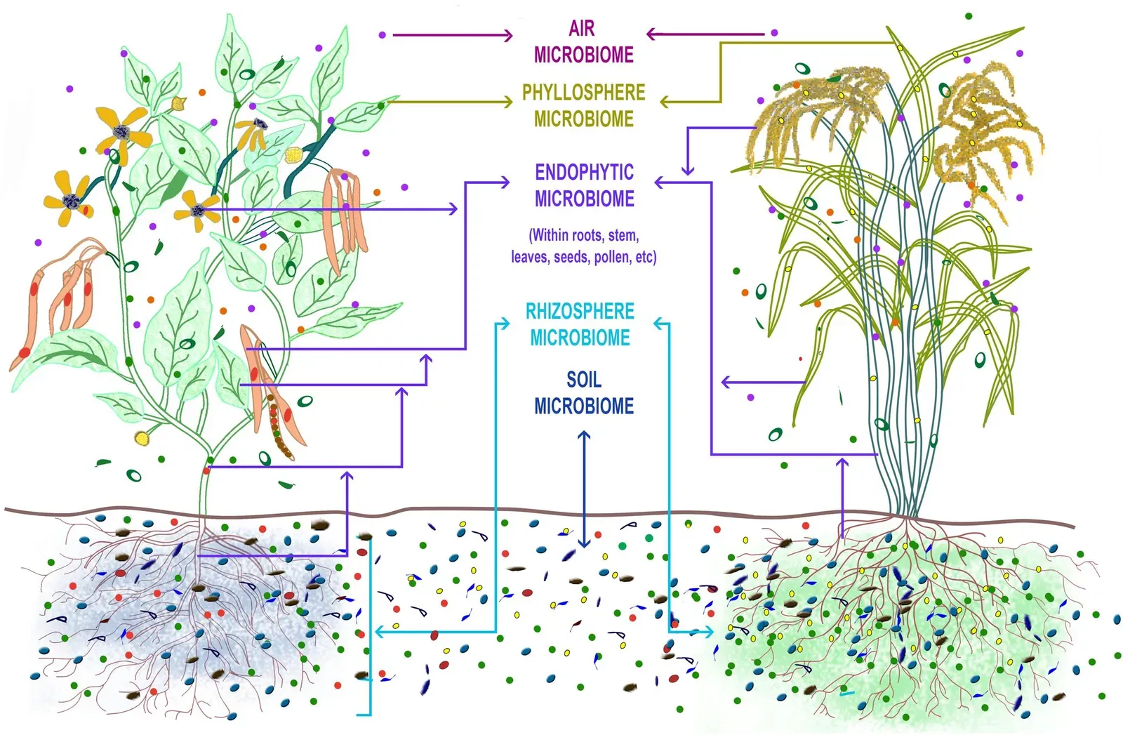 #1 – Billions of Microbes in a Living “Invisible City” (Microbiome Selection Could Spur Next-Generation Plant Breeding Strategies, Front. Microbiol., 07 December 2016 ,, CC BY-SA 4.0)