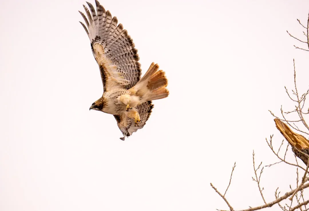Aries: The Red-Tailed Hawk (Image Credits: Unsplash)