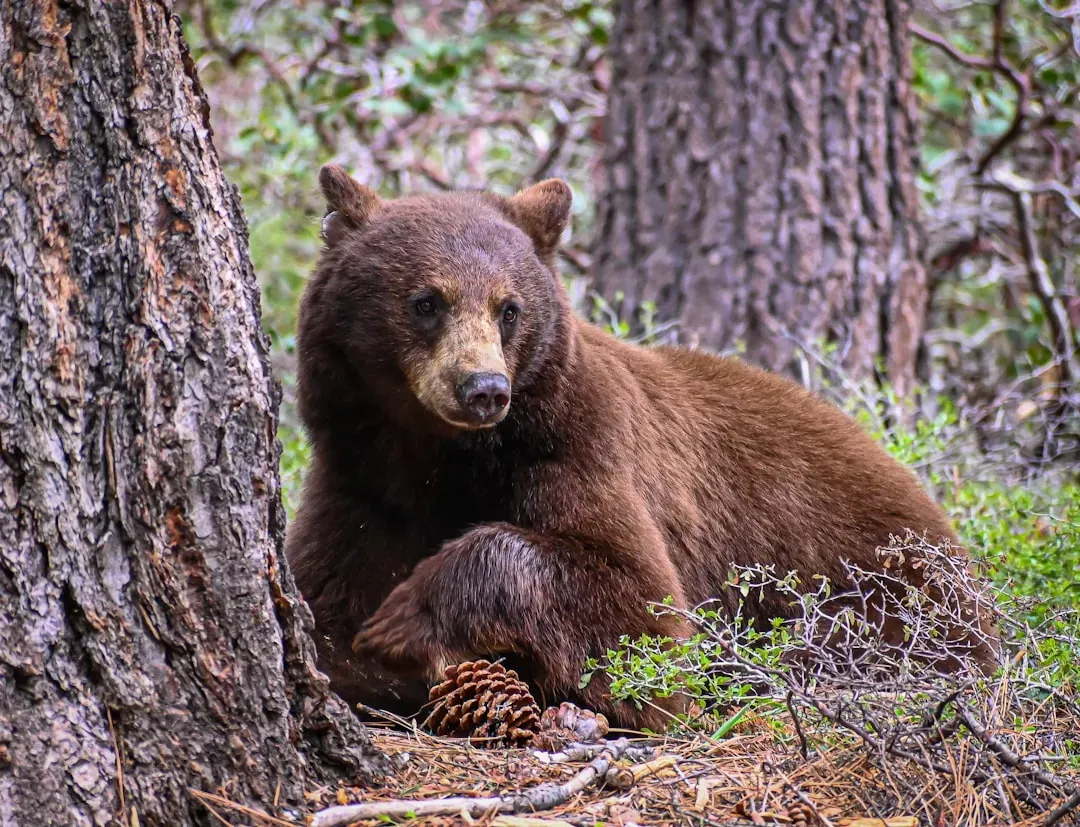 The Mighty Bear: Protector with Hidden Softness (Image Credits: Unsplash)
