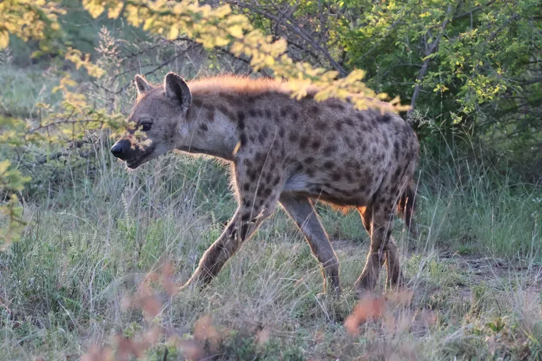 #9 - The Hyena (Image Credits: Unsplash)